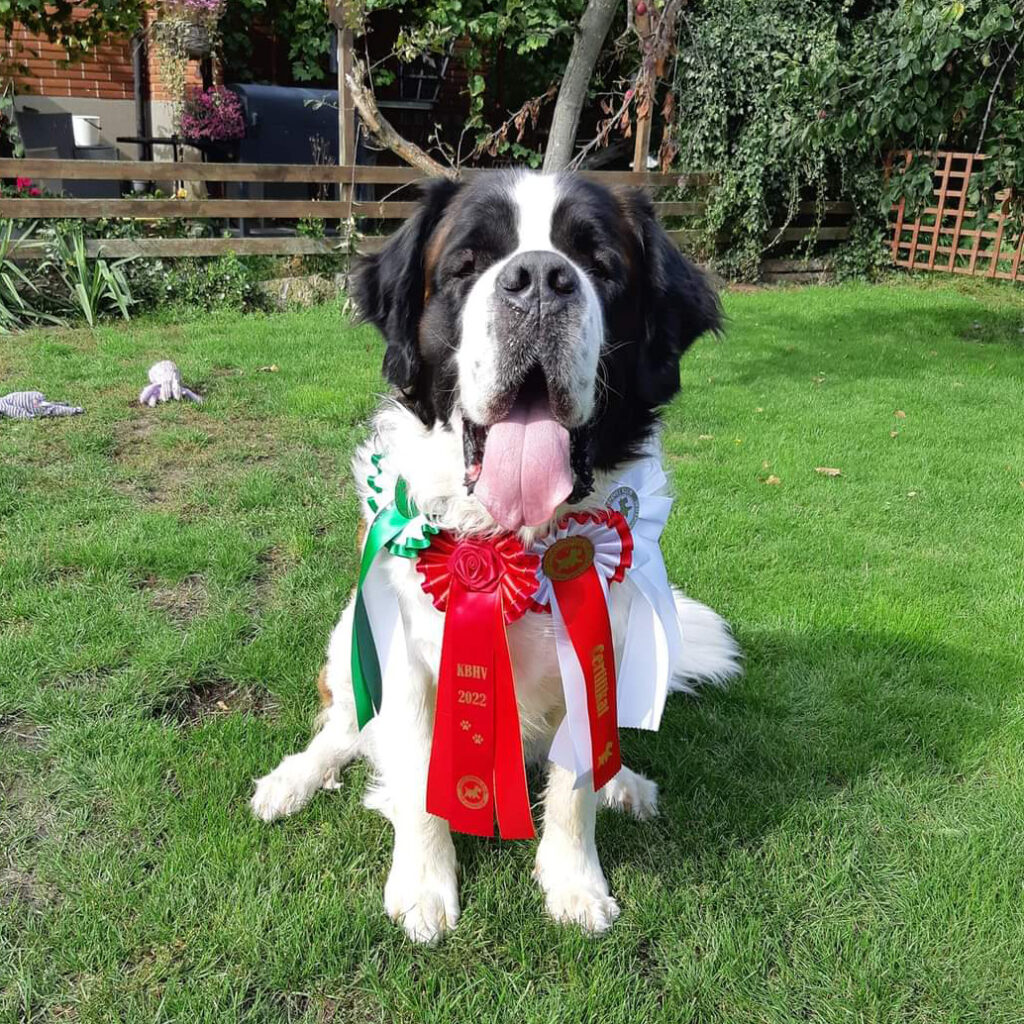 St Bernard valp med rosetter